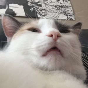 Meet your Posher, Peyton